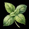 basil