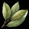 bay leaf