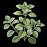 oregano