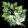 parsley