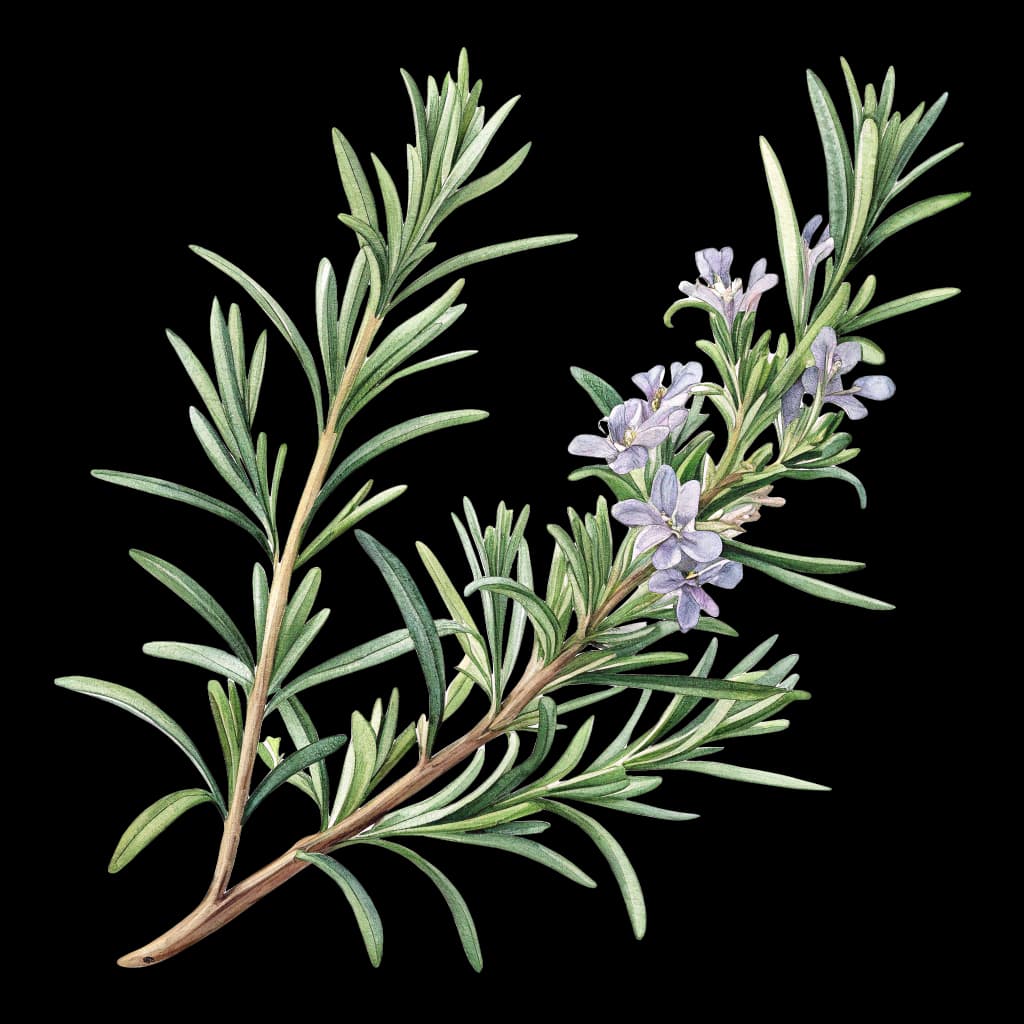 rosemary