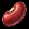 kidney bean