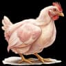 chicken