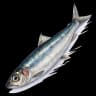 anchovy