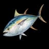 tuna