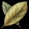 bay leaf