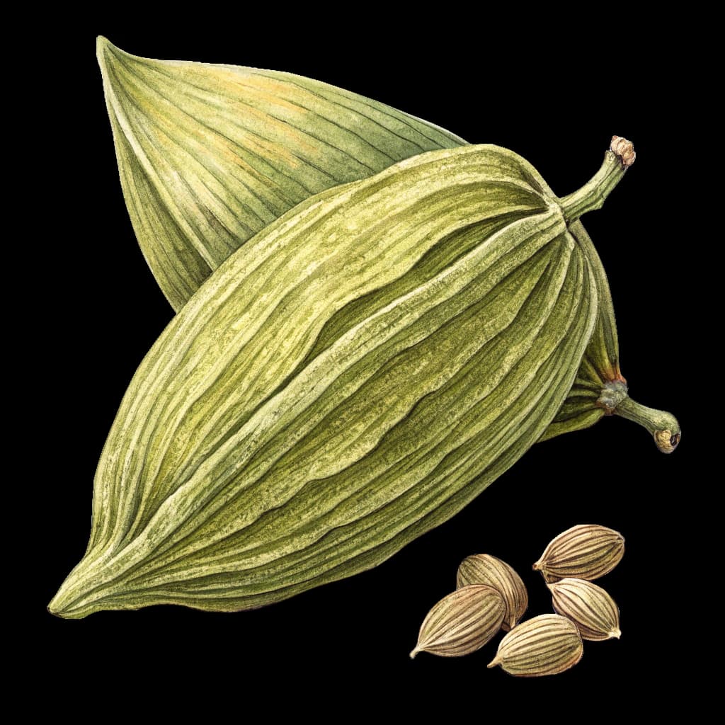 cardamom