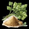 coriander