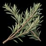 dried rosemary