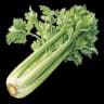 celery