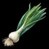 green onion